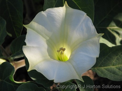 Datura metel_1